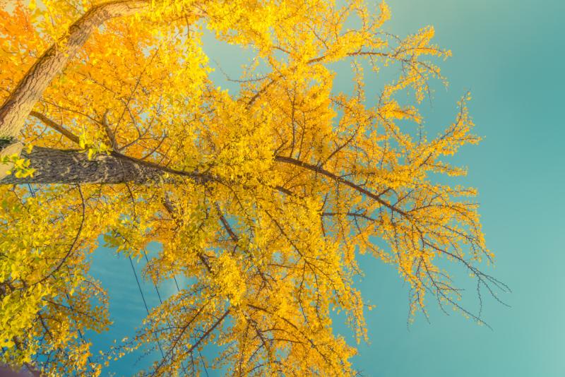 Un Arbol Amarillo