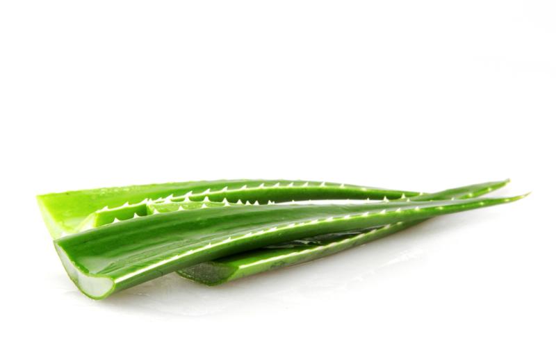 Aloe Vera Salud Bucal