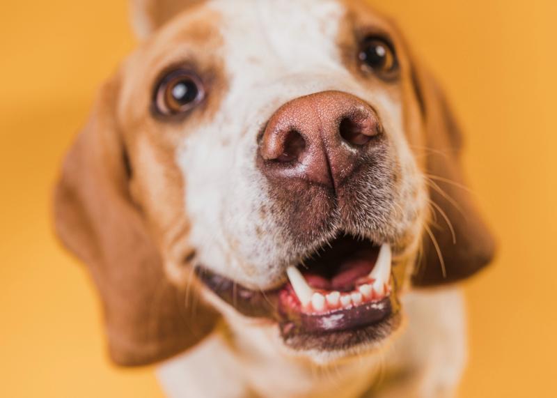 Los Dientes De Tu Mejor Amigo