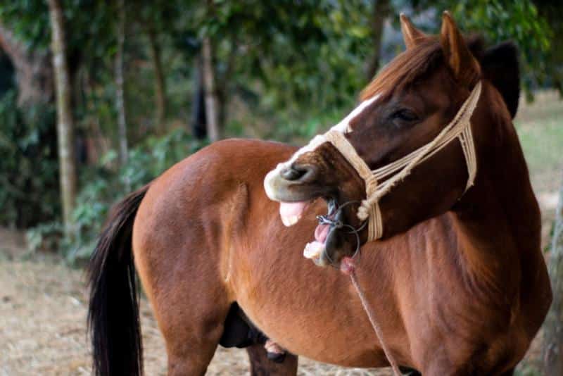 Refranes Con Dientes