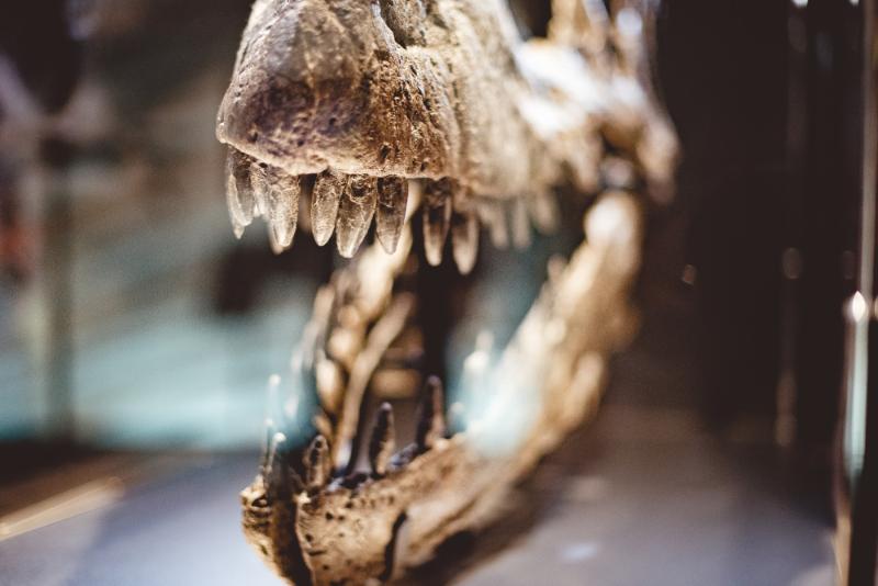 Edentulismo Hace 160 Millones De Años