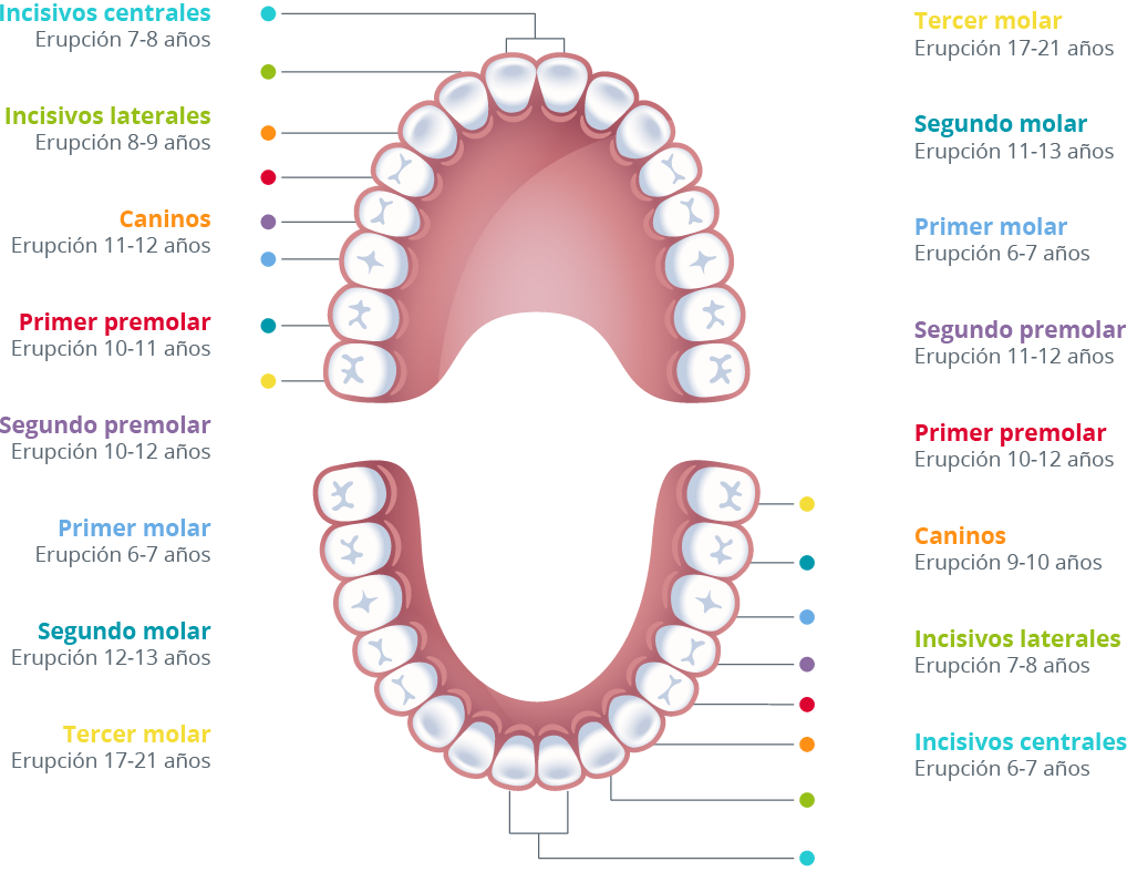 Resultado de imagen para denticion permanente